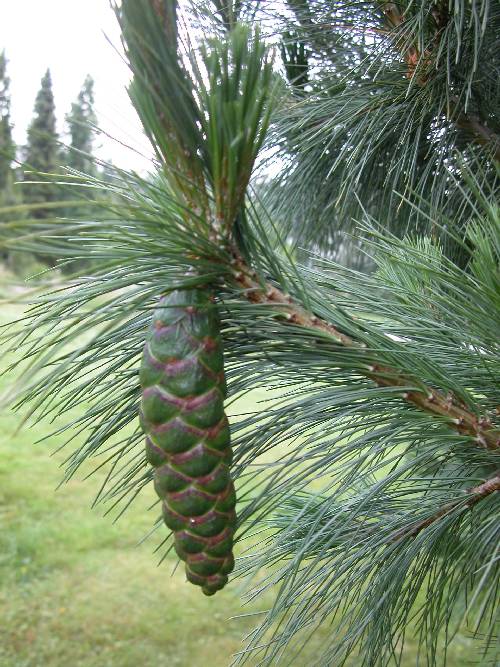 Silkefuru (Pinus peuce) har vakre nåler og kongler